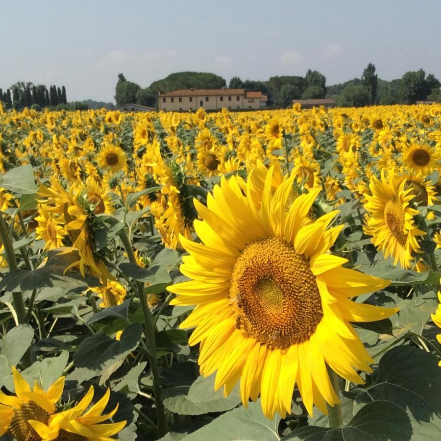 Podere Magnolia Piza Zewnętrze zdjęcie